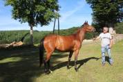 QUARTER HORSE