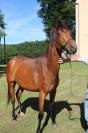 QUARTER HORSE