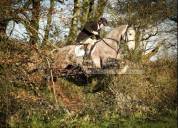 Cheval de sport irlandais à vendre