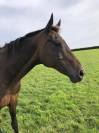 Jument Pur sang à vendre 14 ans 