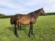 Jument Pur sang à vendre 14 ans 