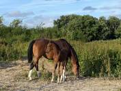 À vendre Foal SF bai  origines CSO olympiques