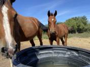 À vendre Foal SF bai  origines CSO olympiques