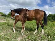 À vendre Foal SF bai  origines CSO olympiques