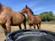 À vendre Foal SF bai  origines CSO olympiques