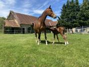 À vendre Foal SF bai  origines CSO olympiques