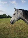 Jument pur sang grise pommelée 7 ans - à vendre