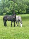 Cheval de steeple pur sang irlandais