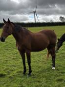  Jument pur-sang baie 14 ans - à vendre 