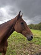  Jument pur-sang baie 14 ans - à vendre 