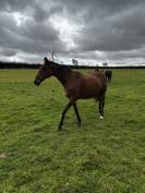  Jument pur-sang baie 14 ans - à vendre 