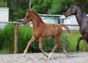 Pouliche aux origines 100% Dressage ! 