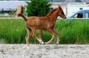 Pouliche aux origines 100% Dressage ! 