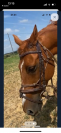 Cheval hongre pur sang arabe 