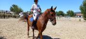 Cheval amateur cso