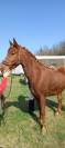 Cheval amateur cso