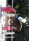 Cheval amateur cso