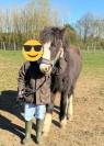 Poulain Irish Cob PP