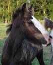 Poulain Irish Cob PP