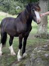 Poulain Irish Cob PP