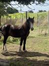 Poulain Irish Cob PP