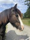 Poulain Irish Cob PP