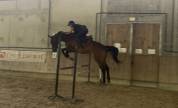 Cheval de sport 