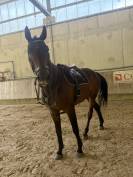 Cheval de sport 