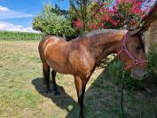 Lusitanienne 9 ans