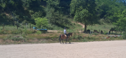 Lusitanienne 9 ans