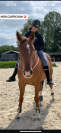 Top cheval à vendre 