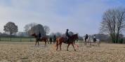 JUMENT DRESSAGE 6 ANS - ALEZAN- ZANGERSHEIDE