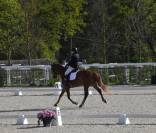 JUMENT DRESSAGE 6 ANS - ALEZAN- ZANGERSHEIDE