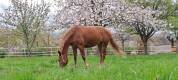 JUMENT DRESSAGE 6 ANS - ALEZAN- ZANGERSHEIDE