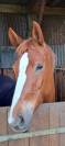 JUMENT DRESSAGE 6 ANS - ALEZAN- ZANGERSHEIDE