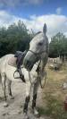 Pur-sang Hongre de 7ans 