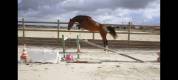 Poulinière de 5 ans par Qlassic BM, pleine Up to You