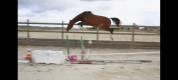 Poulinière de 5 ans par Qlassic BM, pleine Up to You