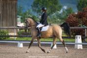 Cheval de loisirs polyvalent
