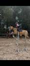 Cheval de loisirs polyvalent