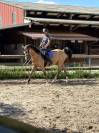 Cheval de loisirs polyvalent