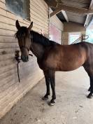 ONC (arabe x espagnol ) 