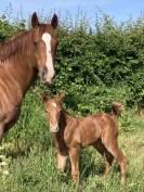 Jument Quarter Horse