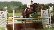 Jument sbs pie sport pleine 