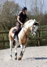 Jument sbs pie sport pleine 
