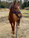 J'Atomik FL Poney D de sport 6 ans