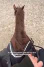 J'Atomik FL Poney D de sport 6 ans