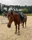 J'Atomik FL Poney D de sport 6 ans