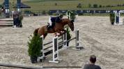 BWP (Cheval de sang belge) - Hongre, 4 ans 