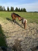 Adorable jument de famille 